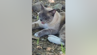 Lost cat travels 900 miles home - Fox News