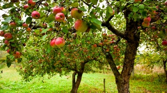 Meet the American who first planted first apples in America: William Blaxton - Fox News