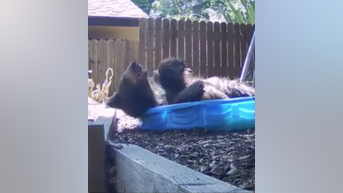 WATCH: Bear cools off in kiddie pool - Fox News