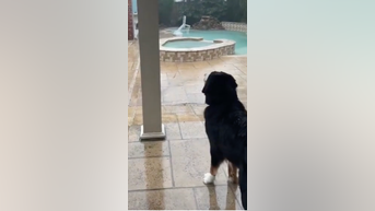 WATCH: Dog tries to catch raindrops - Fox News