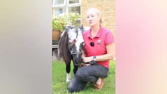 WATCH: Mini ponies comfort patients - Fox News