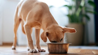 Pet food recalled over possible salmonella, listeria contamination - Fox News