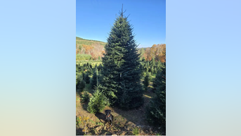 White House selects farm to provide 2024 Christmas tree - Fox News