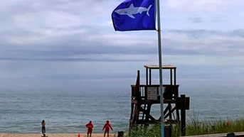 Shark expert weighs in after massive dead great white washes up on popular beach - Fox News