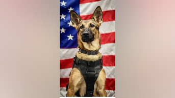 HEROIC dogs up for award - Fox News