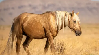 Authorities offering $30k reward for information on shooting death of wild horse - Fox News