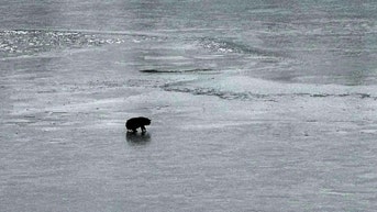 20-year-old blind cat saved from icy lake in rescue 'nothing short of a miracle' - Fox News