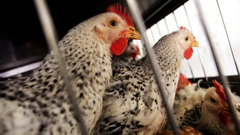 Bird flu leads to country's first severe human case and state of emergency - Fox News