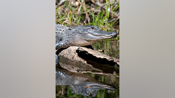 What really causes ALLIGATOR attacks - Fox News