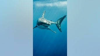Man to swim in shark-filled WATER - Fox News