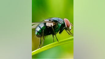 Flesh-eating FLY poses health risks - Fox News