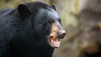 Man and dog found dead — what officials say about the bear is a chilling first - Fox News