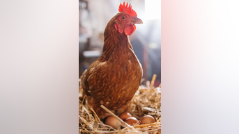 More Americans run CHICKEN COOPS - Fox News