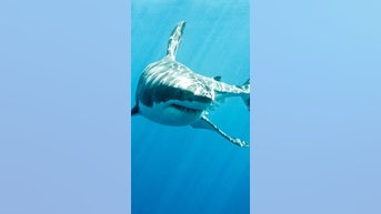 Beaches with most SHARK ATTACKS - Fox News