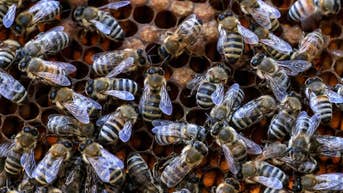 Bee swarm attack leaves 24 injured and 3 people in critical condition - Fox News