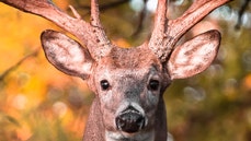 Monster buck captured on video, footage is incredible - Fox News