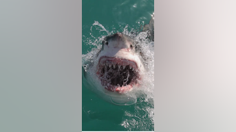 Great white shark sightings RISING - Fox News