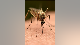 Could CHINA virus come to the US? - Fox News