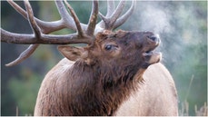 Massive elk charges golf cart in credible video - Fox News