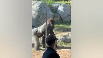 WATCH: Gorilla smashes glass at zoo habitat - Fox News