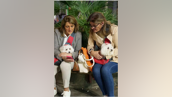 Tourists fight back against DOG TAX - Fox News