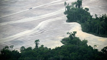 Outrage ensues as 100,000 trees cleared from world's largest rainforest for climate summit - Fox News