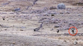 Park rangers track down visitor who confronted Yellowstone wolves with mystery spray - Fox News