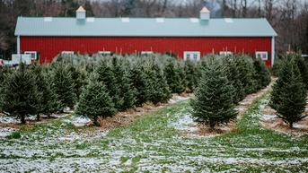 Trump admin slashes Christmas tree costs to $1 as families battle holiday inflation - Fox News