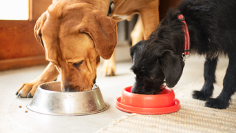 Recalled dog food could cause gastrointestinal issues in pets if consumed - Fox News