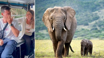 Man stunned as giant wild elephants emerge from the trees and close in: Watch his moving reaction - Fox News