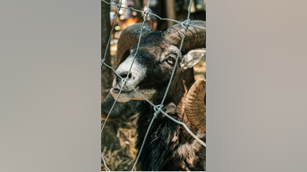 PLAGUE found in ancient animal remains - Fox News