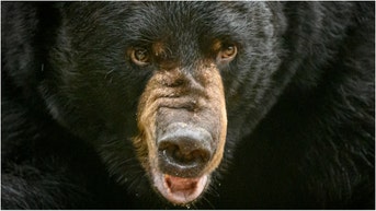Man slaps black bear; gets instant karma - Fox News