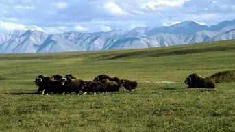 Alaska Natives contradict Democrats' claims on ANWR after Senate undoes drilling ban - Fox News