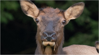 Warning ignored — tourist gets rough reminder from wild elk in Colorado - Fox News