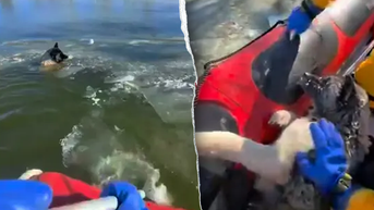 Dramatic rescue unfolds as dog fights for life in frigid Missouri lake, video shows - Fox News