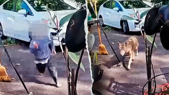 Coyote chases toddler up driveway in heart-stopping surveillance footage - Fox News