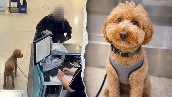 Passenger allegedly abandons dog at ticket counter after service animal forms rejected - Fox News
