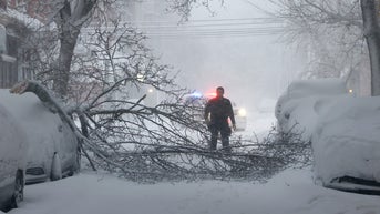 Downed tree - Fox News