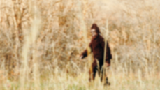 Ohio Bigfoot flap expands as reports climb to eight sightings in just five days - Fox News
