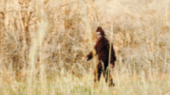 Ohio Bigfoot flap expands as reports climb to eight sightings in just five days - Fox News