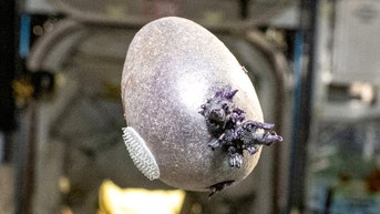 NASA astronaut shares photo of tentacled object growing on the ISS - Fox News