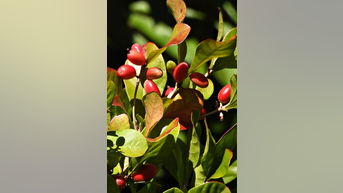 'Miracle fruit' may help CANCER patients - Fox News