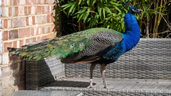 Runaway peacock charms locals, knocks on windows for food and wanders into homes - Fox News