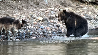 Massive grizzly bear puts wolf in its place over animal carcass in viral footage - Fox News