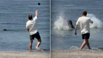 Lawyer defends man accused of throwing rock at endangered Hawaiian monk seal - Fox News