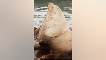 Massive 2,000-lb. sea lion SHOCKS tourists - Fox News