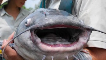 Monster blue catfish makes history in this state for record catch - Fox News