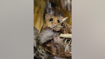 Everyday sources of HANTAVIRUS exposure - Fox News