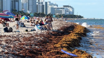 Record sargassum invasion leaves South Florida beachgoers holding their noses - Fox News