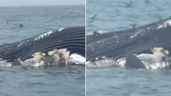 Un enorme tiburón blanco se alimenta de una ballena muerta en un popular destino veraniego - Fox News